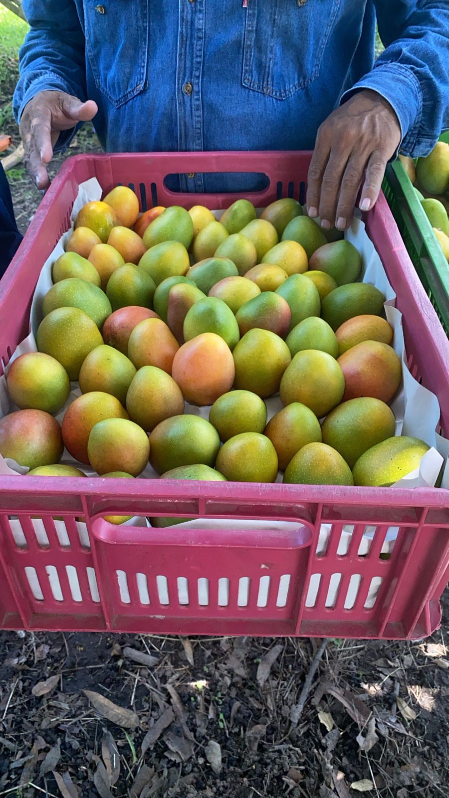 Mango de azúcar tipo exportación de Armero Guayabal