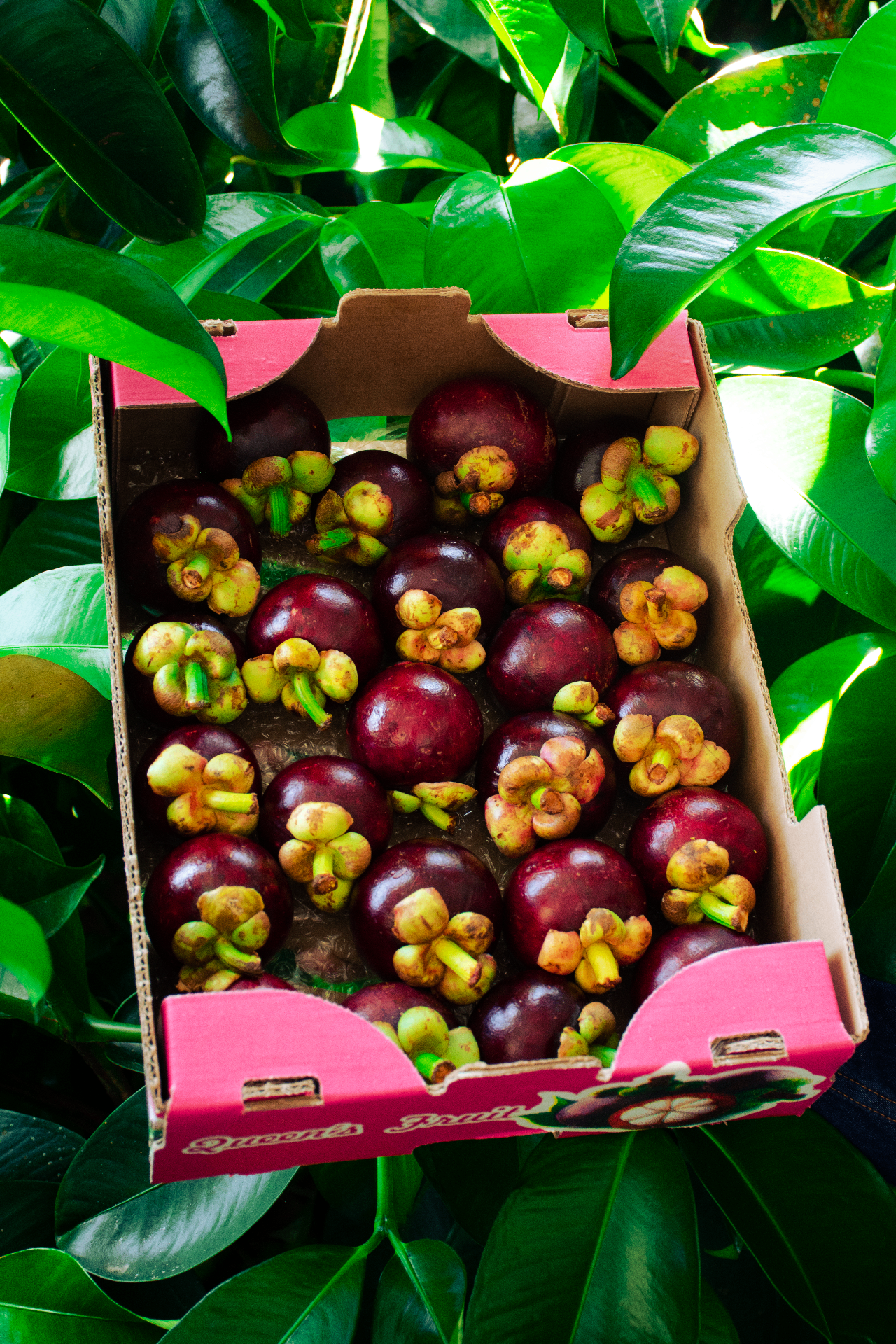 Mangostino